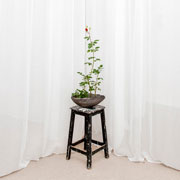 Flower on stool in front of curtains